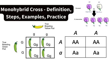 monohybrid cross definition|monohybrid cross worksheet.